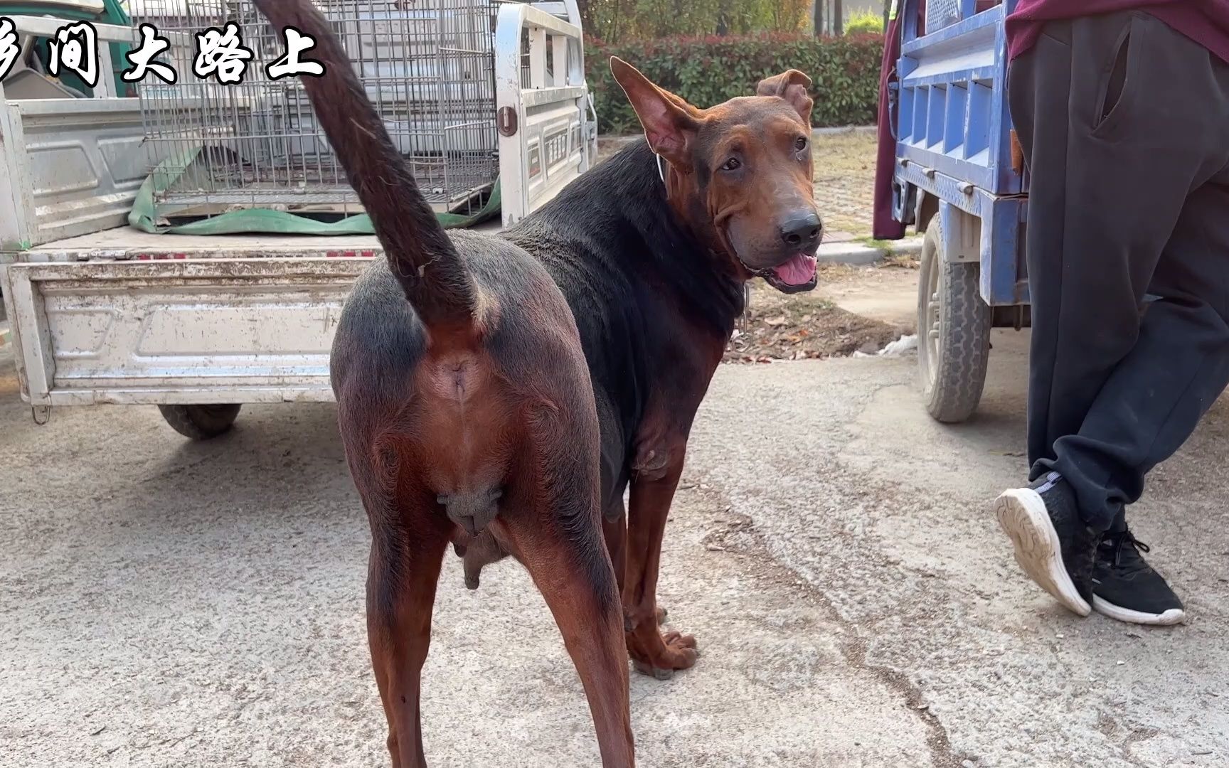 老母狗还有8天要生,被大爷无情的3600块卖掉,跟着主人后边溜达
