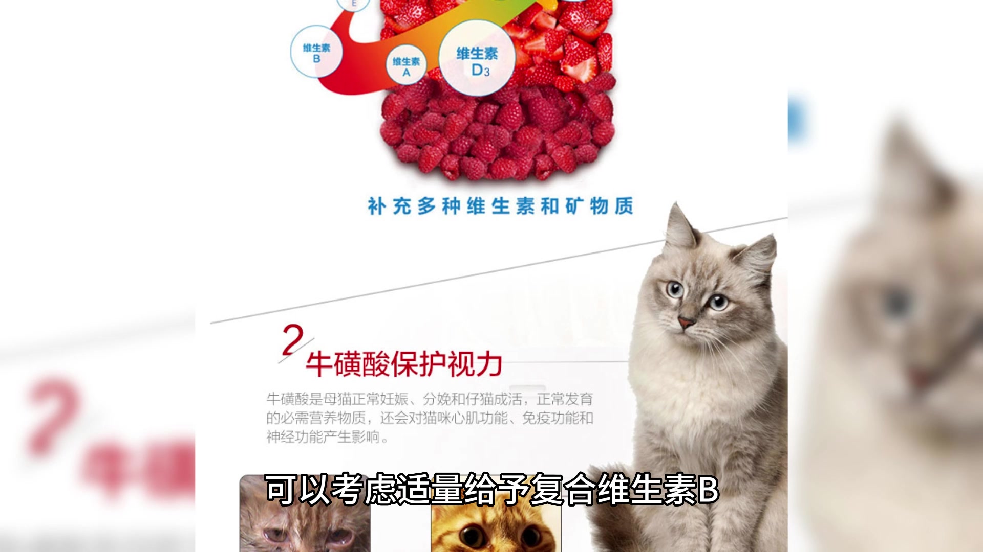 猫咪多久吃一次复合维生素b哔哩哔哩bilibili