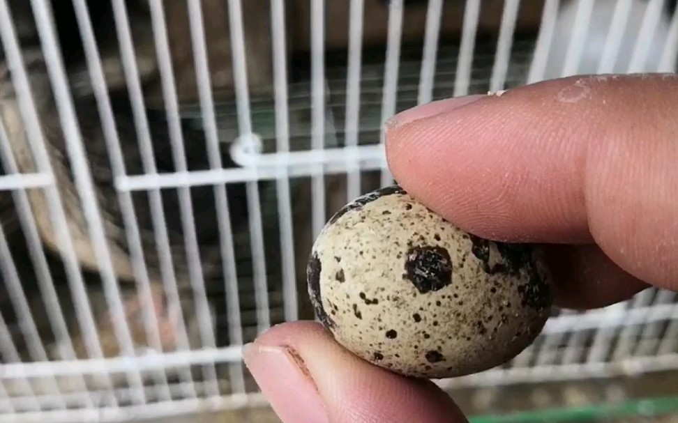 小鹌鹑43天下蛋了