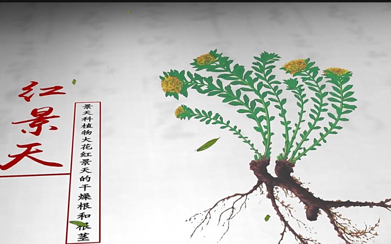 [图]【本草物语】红景天（1080p）