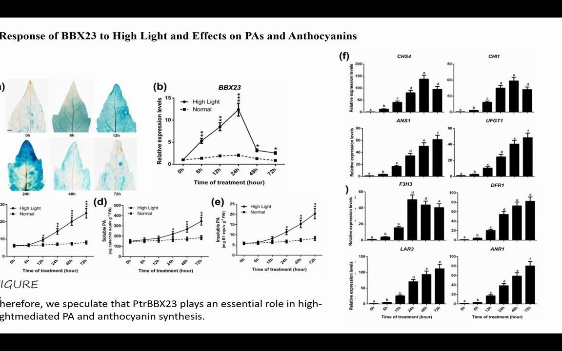 9分钟讲解Plant Cell & Environment高分文章 杨树BBX23响应强光下花青素与原花青素的积累哔哩哔哩bilibili