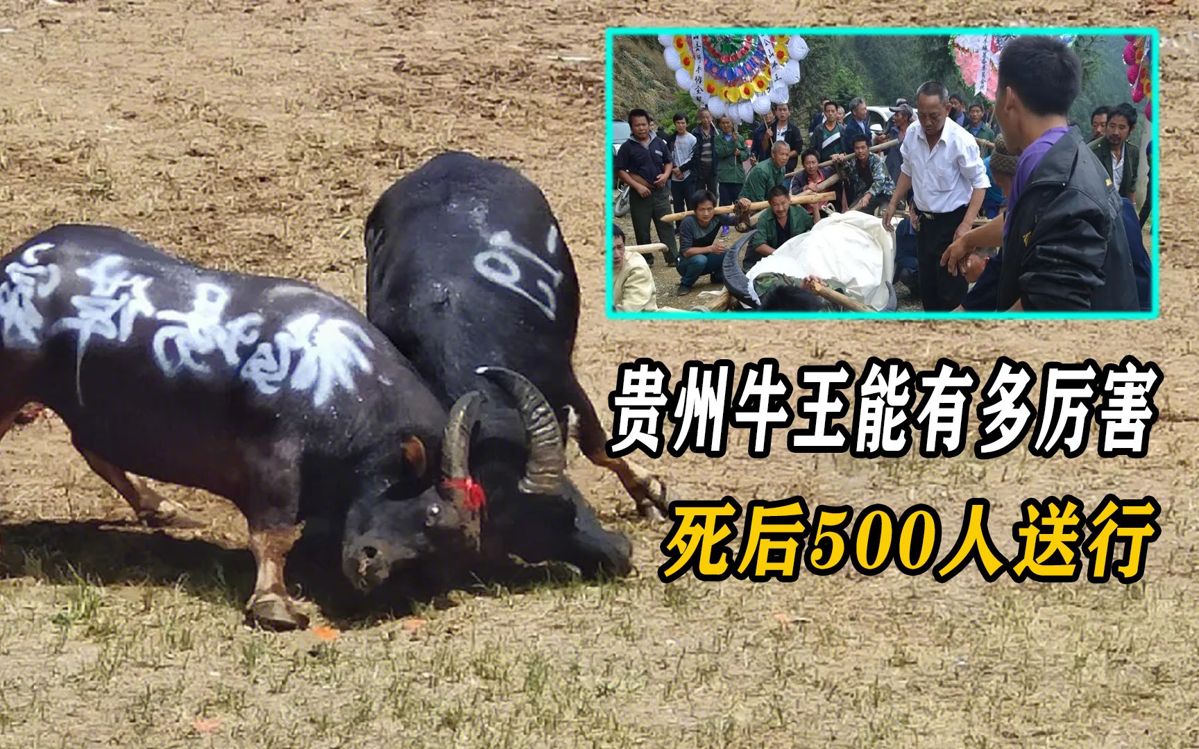 贵州牛王能有多厉害?一辈子获奖无数,死后500人送行
