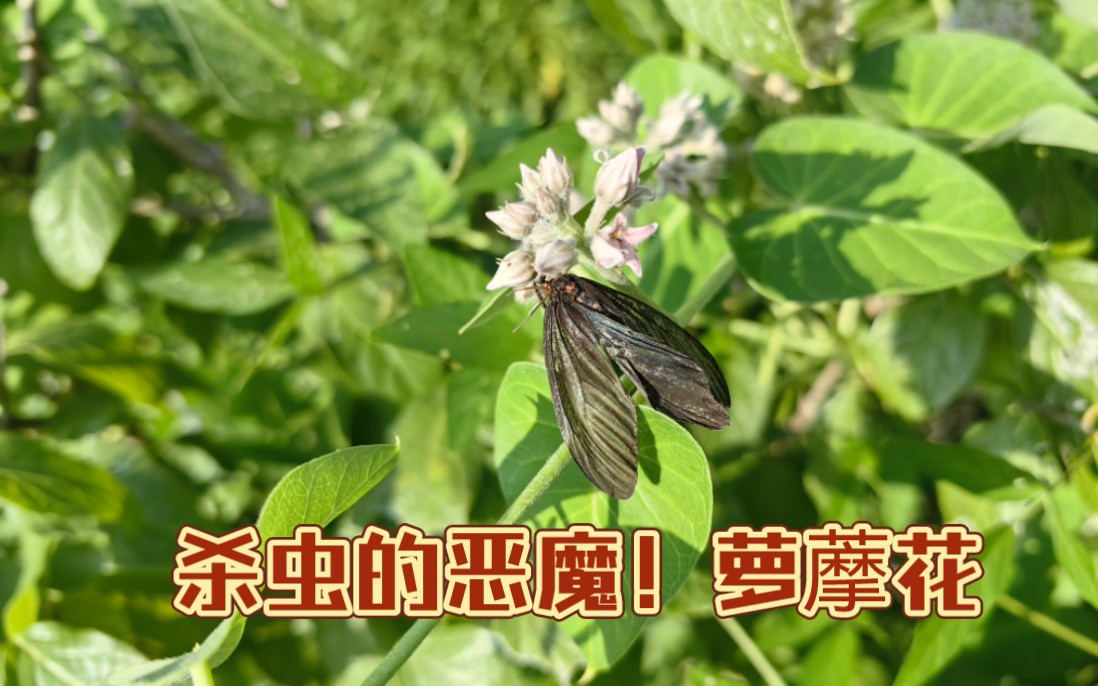 访花昆虫的噩梦【萝藦花】哔哩哔哩bilibili