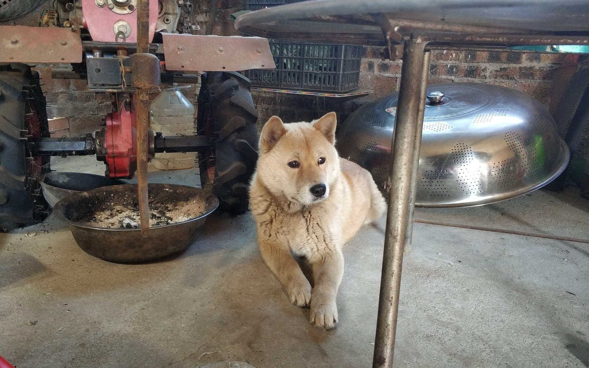 外婆家的土狗不知道是不是纯正广西土猎黄狗白脸