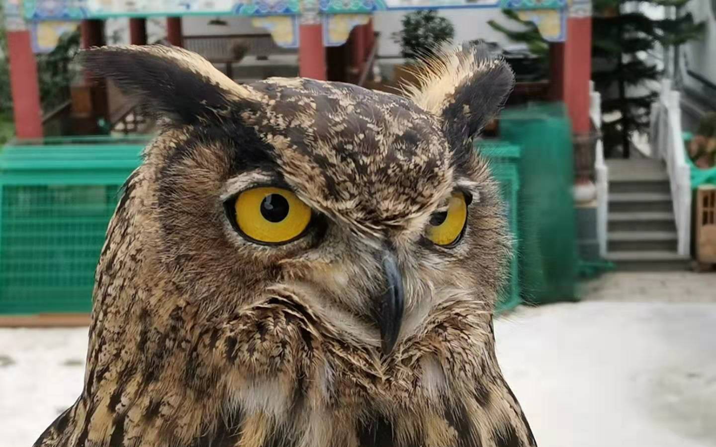 【雕鸮】是谁掀起了我的毛裤?_哔哩哔哩_bilibili