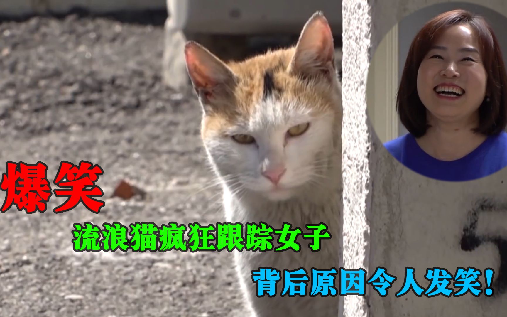 [图]流浪猫疯狂跟踪女子，只因流浪猫在背后议论她，真相令她哭笑不得