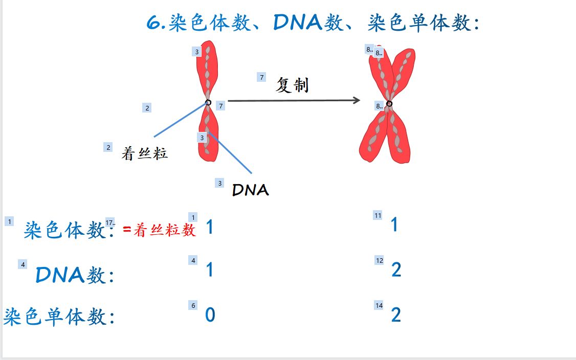 2分钟学会:染色体数染色单体数和DNA数的关系哔哩哔哩bilibili