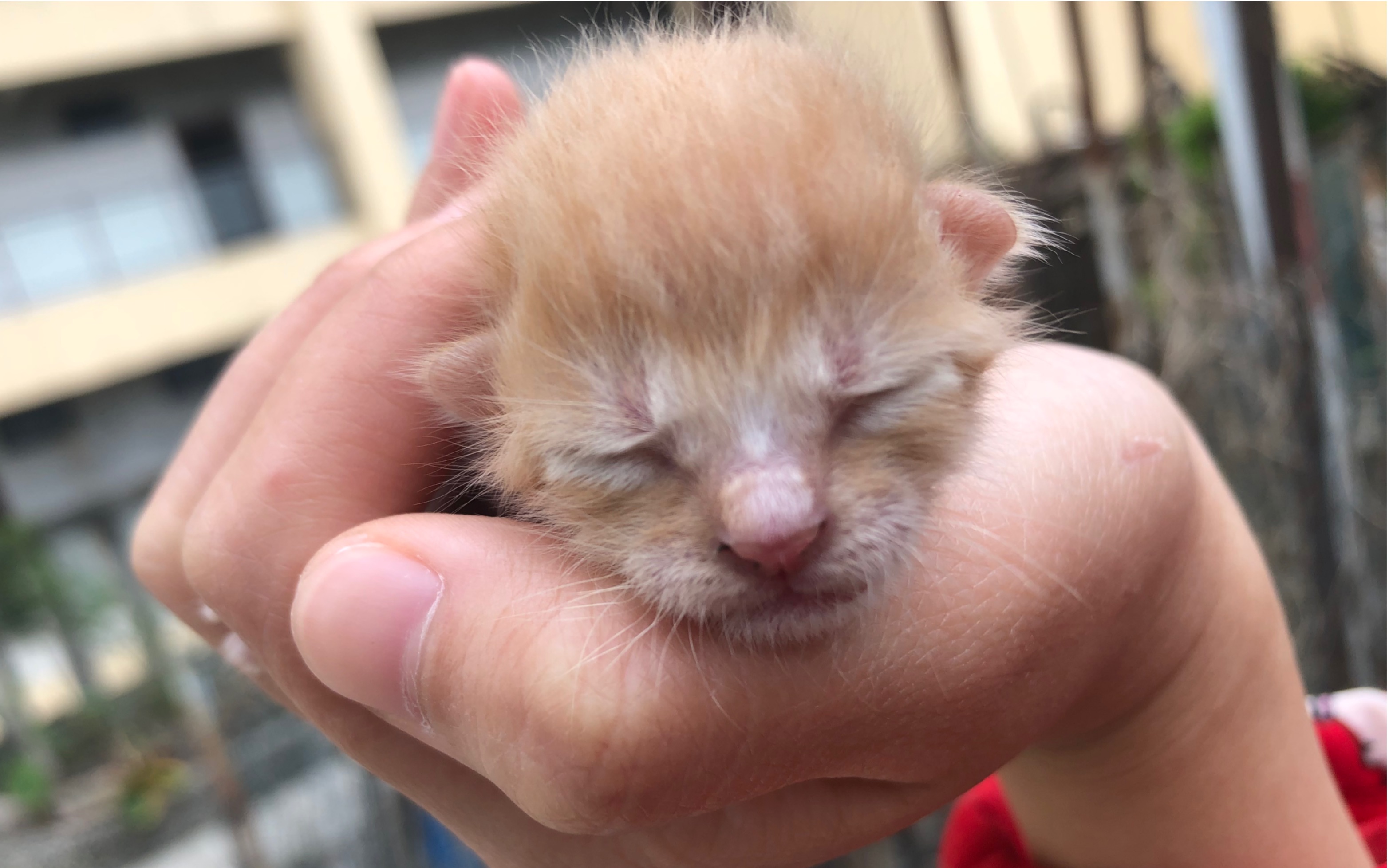 出生的小奶猫 可爱巨萌萌哒