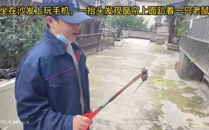 下载视频: 吓我一跳，一抬头发现窗帘上面有一只老鼠