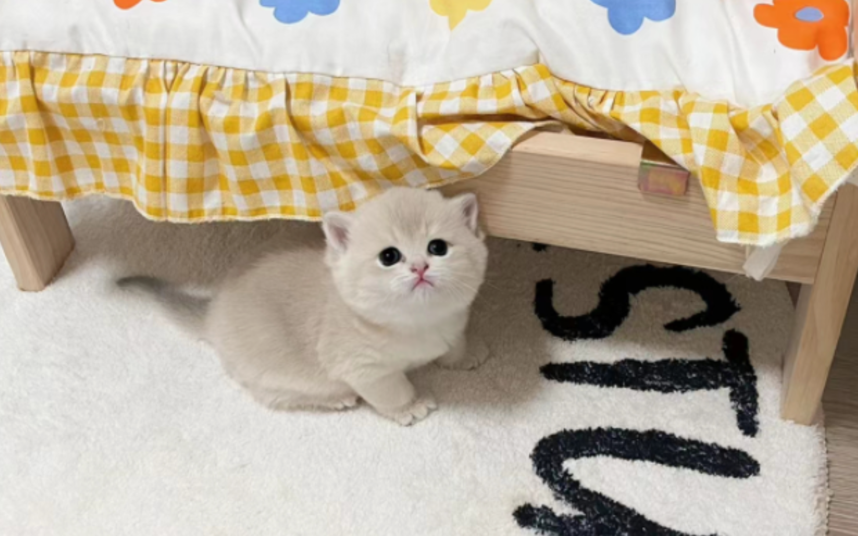 9392小猫咪初来乍到,超萌瞬间集锦!