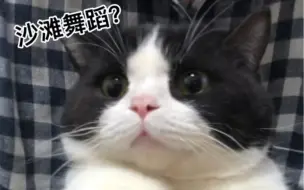 下载视频: 小奶牛猫跳舞很在行呢 快来看看你