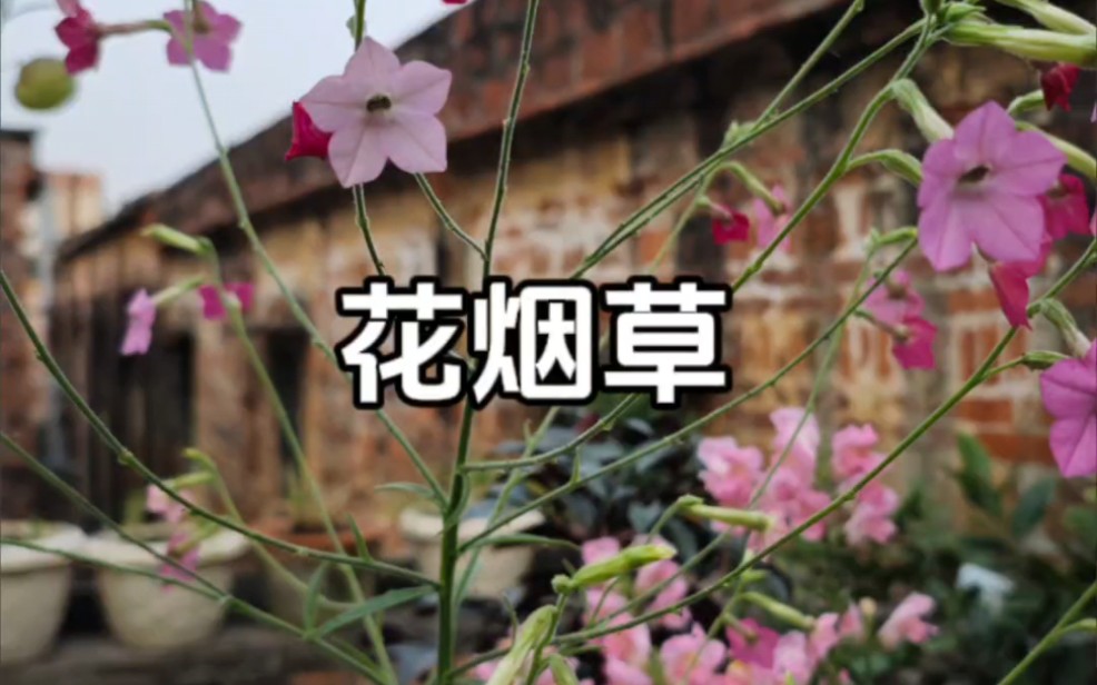 一定要种棵花烟草!必入草花系列哔哩哔哩bilibili