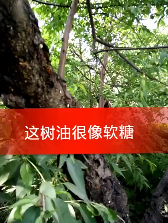 胜哥吃树油哔哩哔哩bilibili