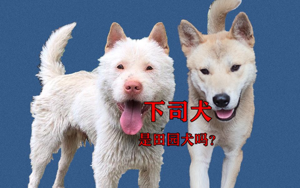 国产骄傲下司犬是田园犬吗?哔哩哔哩bilibili