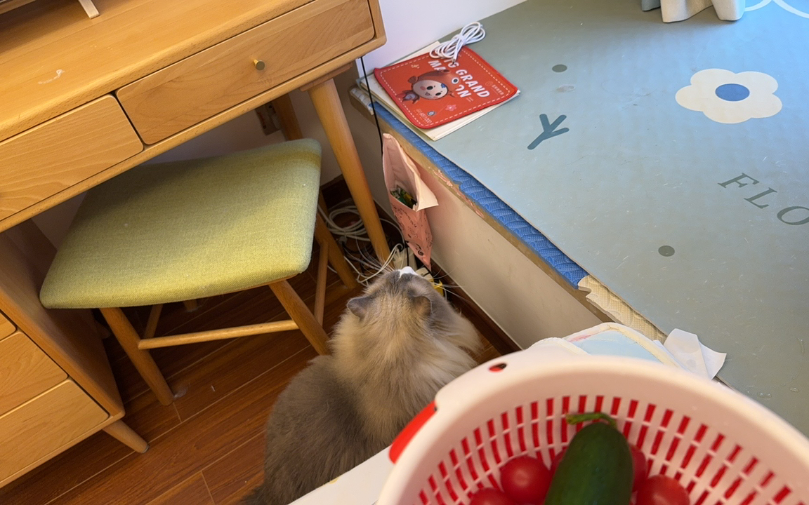 当我用了小猫的桌子
