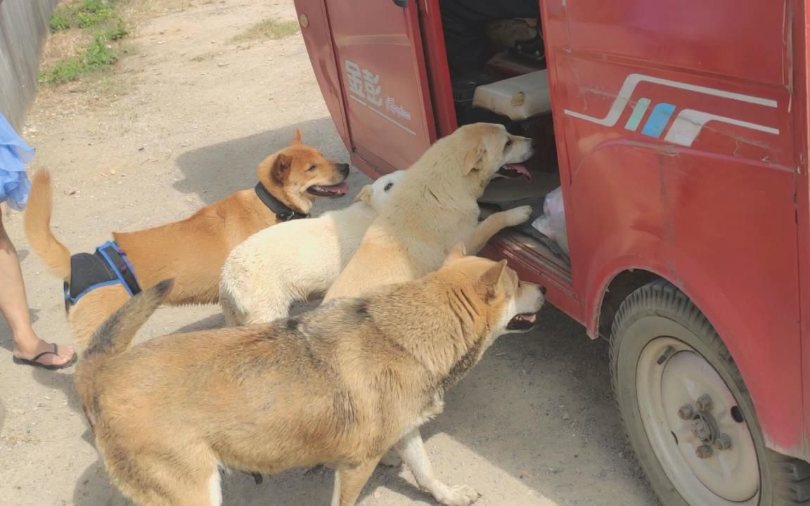 流浪大叔回家,这群土狗热情迎接,粉丝送来一盒粽子