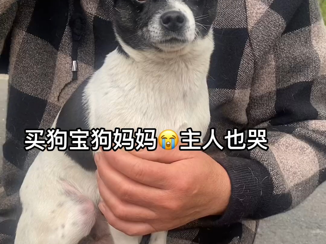 买狗宝狗妈妈也哭主人也哭