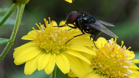 华为mate60pro 微距镜头下的效果不错.