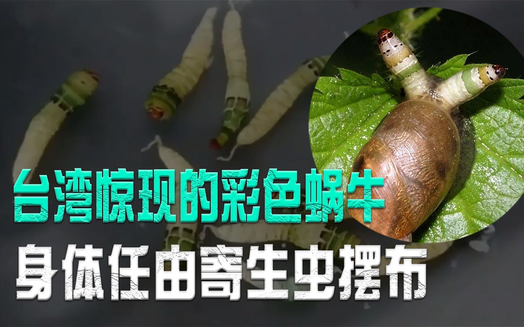 台湾惊现“彩色蜗牛”,身体任由寄生虫摆布,双盘吸虫有多可怕?哔哩哔哩bilibili