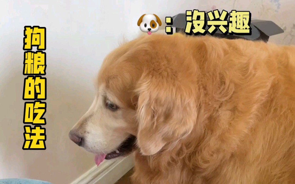 狗子不吃狗粮怎么办?!教你一招!哔哩哔哩bilibili