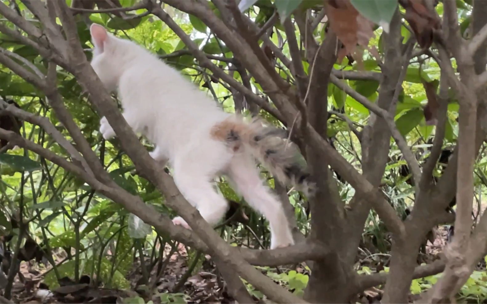 [图]学校的猫妈生了三只小猴