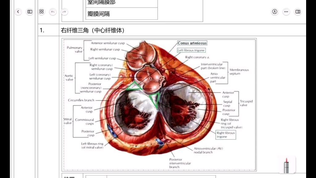 【小白闲扯系解学】心血管系统 心纤维支架(右纤维三角/中心纤维体)哔哩哔哩bilibili