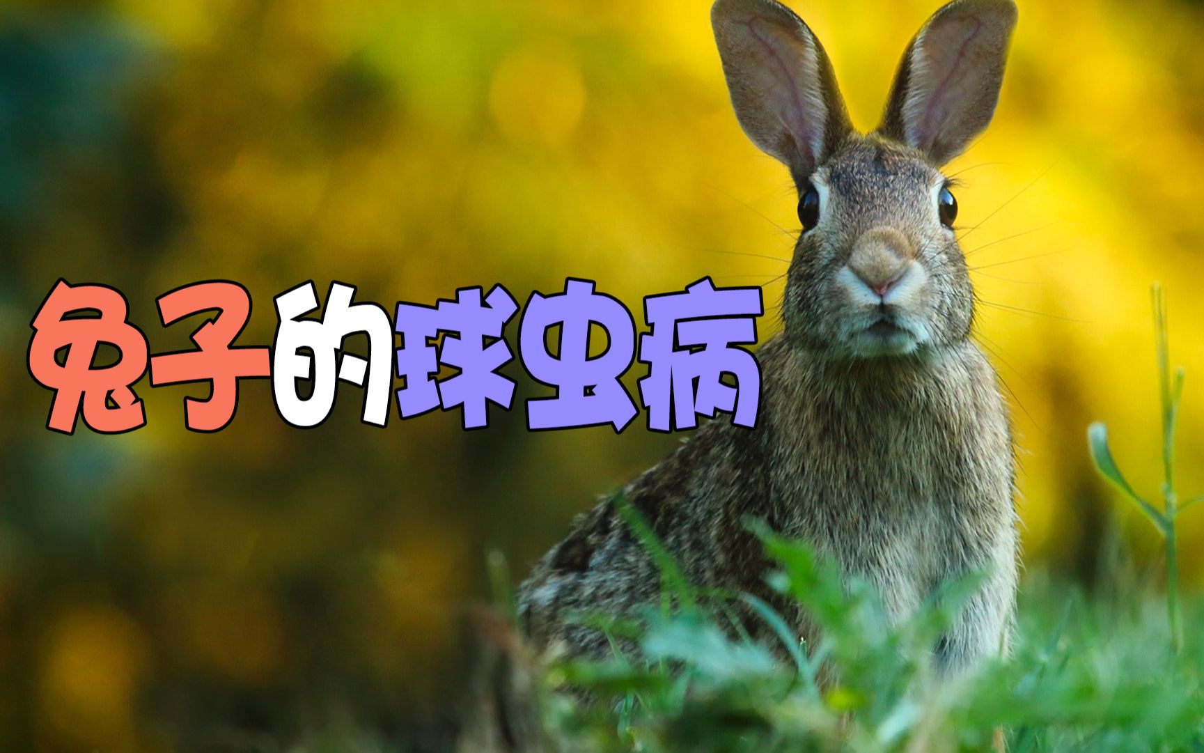 活动  兔子的球虫病