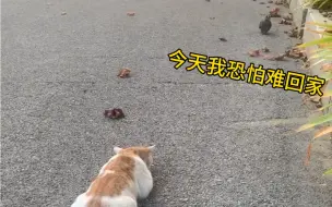 Download Video: 猫：今天让你们看看我的实力