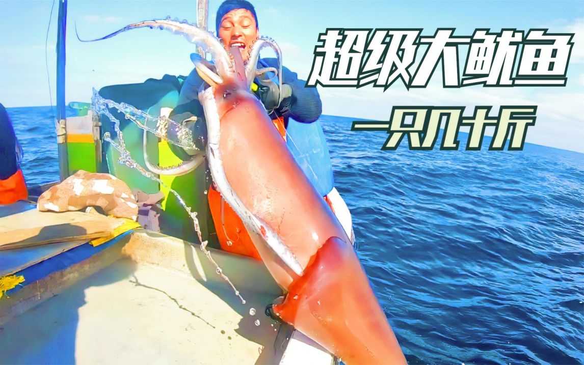 赶海抓鱿鱼,几十斤一只的大鱿鱼,一连上了几十只二