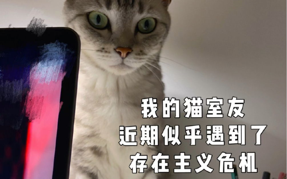 [图]当一只小猫遇到存在主义危机…..