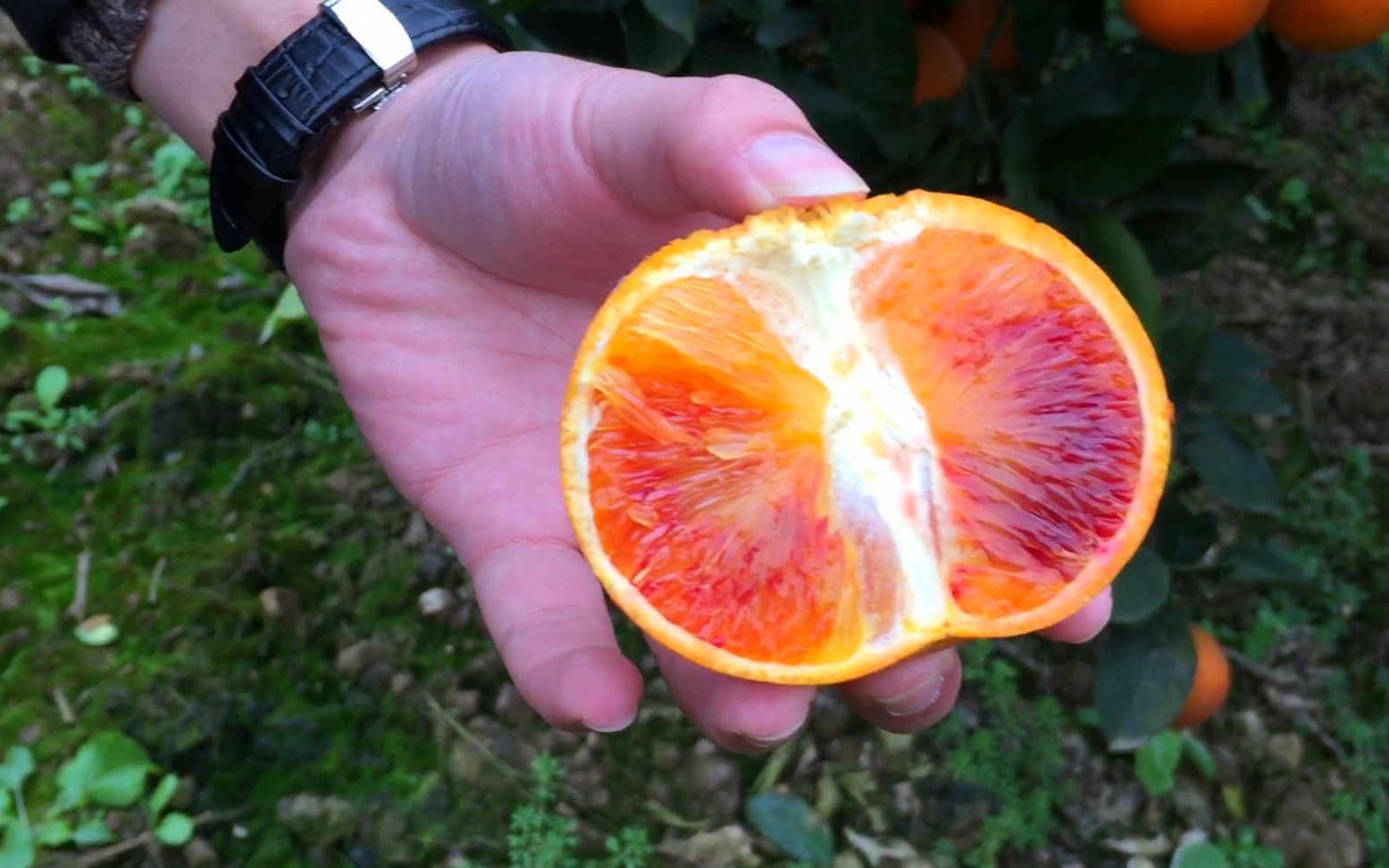 血橙熟了,酸甜爆汁的重庆血橙,家乡的味道!