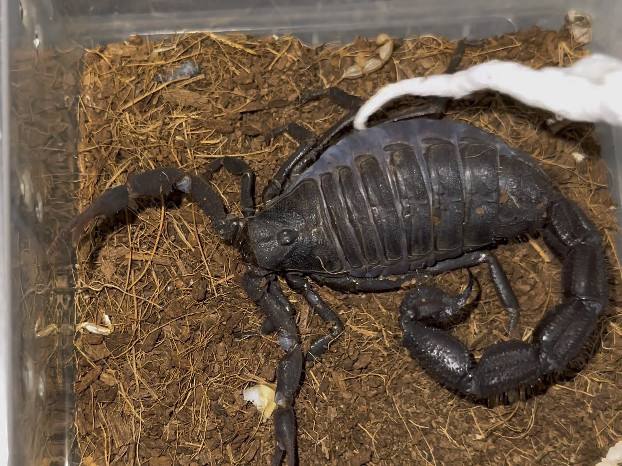 帮胖蝎子挠挠背