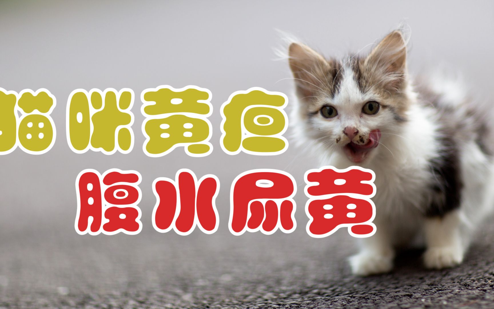 猫咪黄疸腹水尿黄哔哩哔哩bilibili