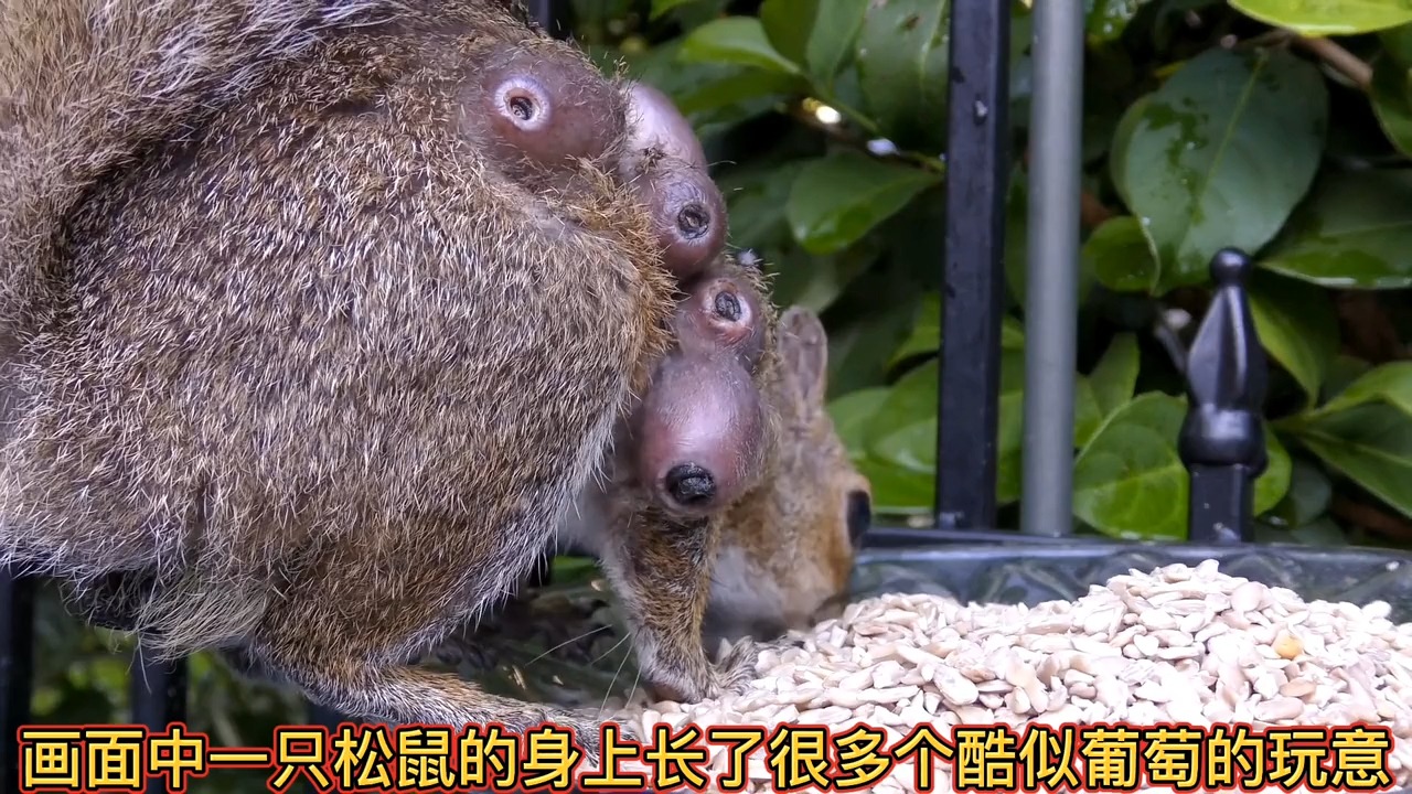 松鼠身上长了马蝇幼虫!看着头皮发麻.