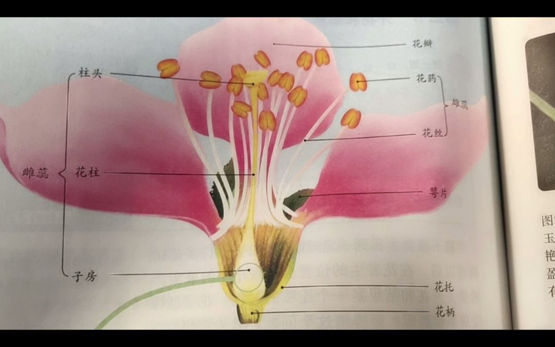 解剖花的步骤图片