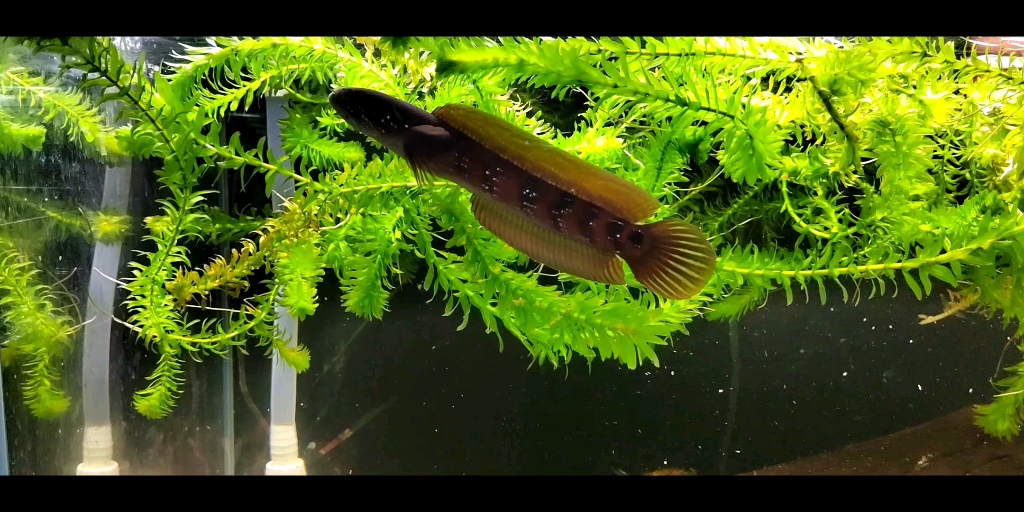 红月雷龙鱼,月鳢