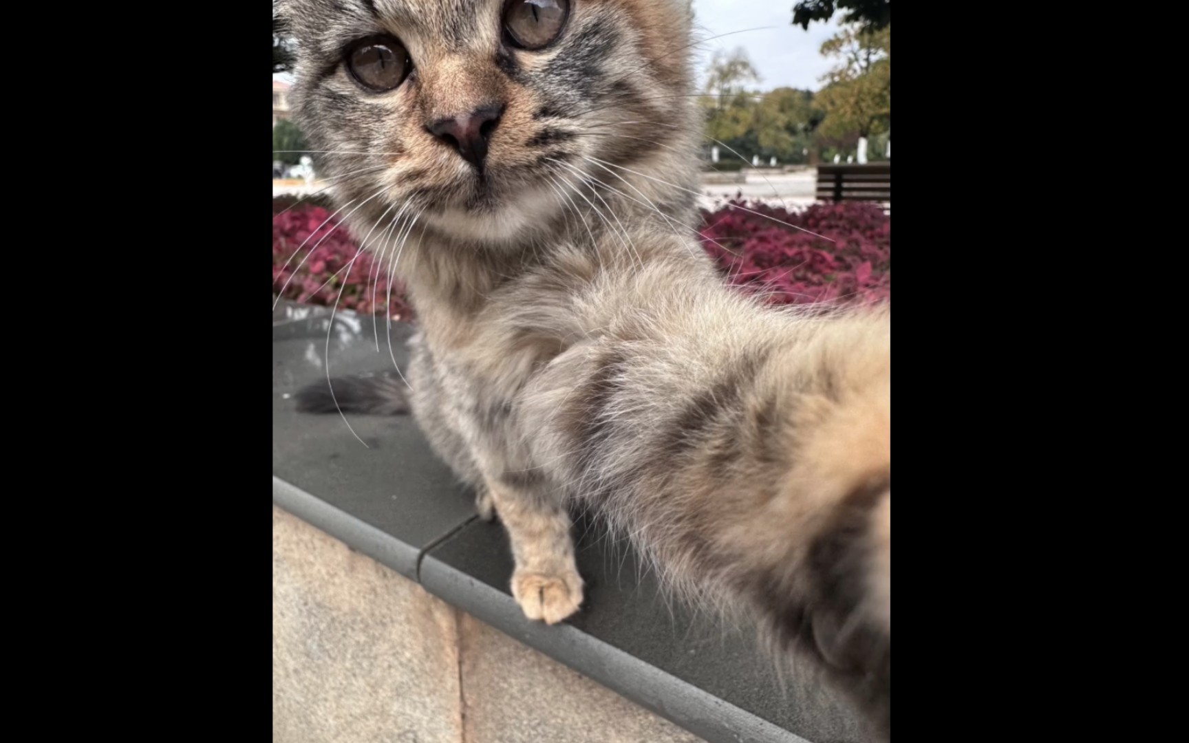 [图]云南大学的猫猫