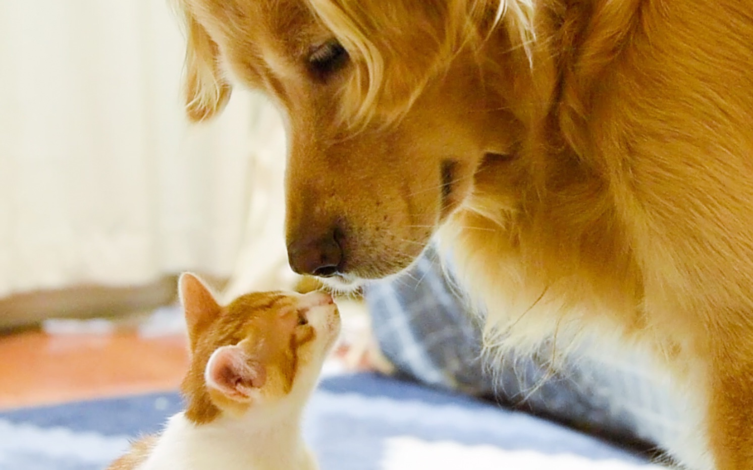 十爷家的傻鹅子们#之【奶喵和大汪的温情瞬间】