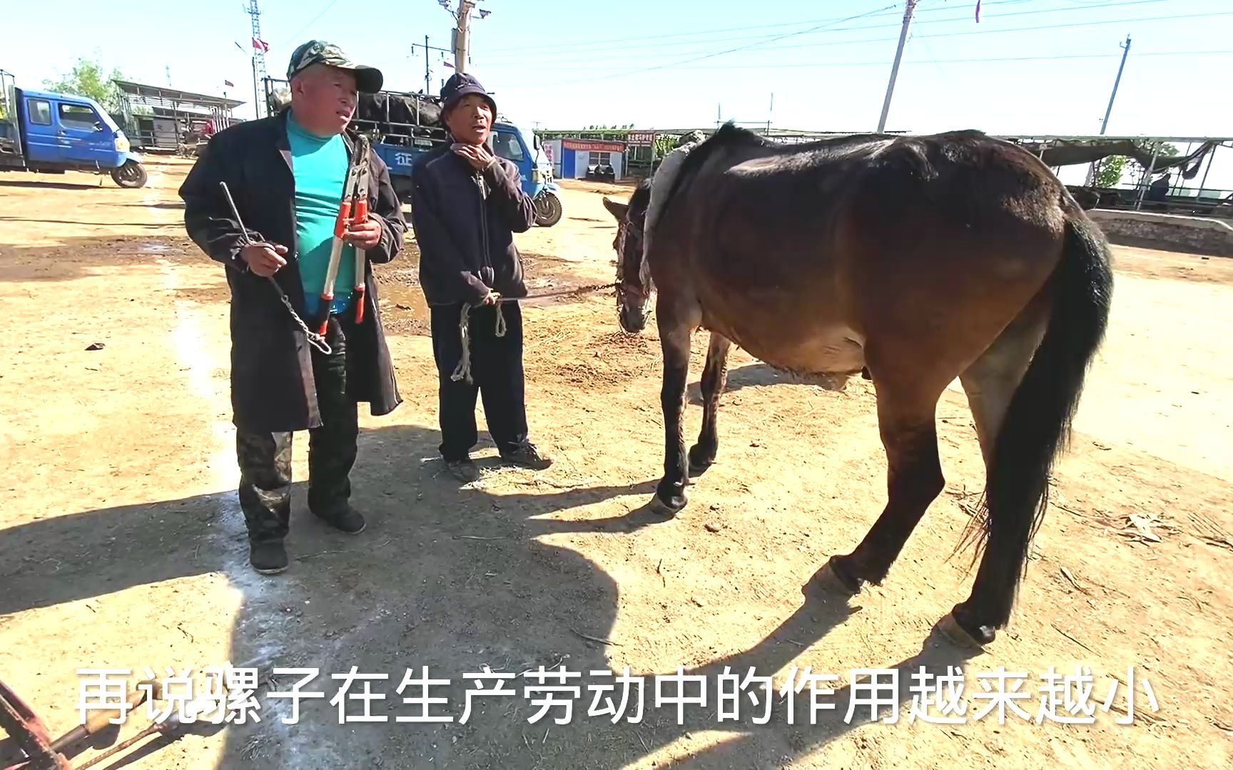 [图]突然发现市场没有小骡驹儿卖，为什么说骡子是个即将消失的物种？