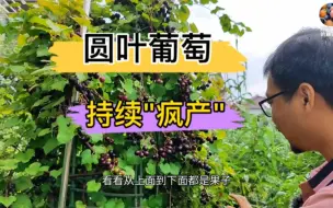 Download Video: 圆叶葡萄持续结果和全身结果的方法想知道吗？而且还都是盆栽的，我们需要在冬季做好这些管理就可能实现！