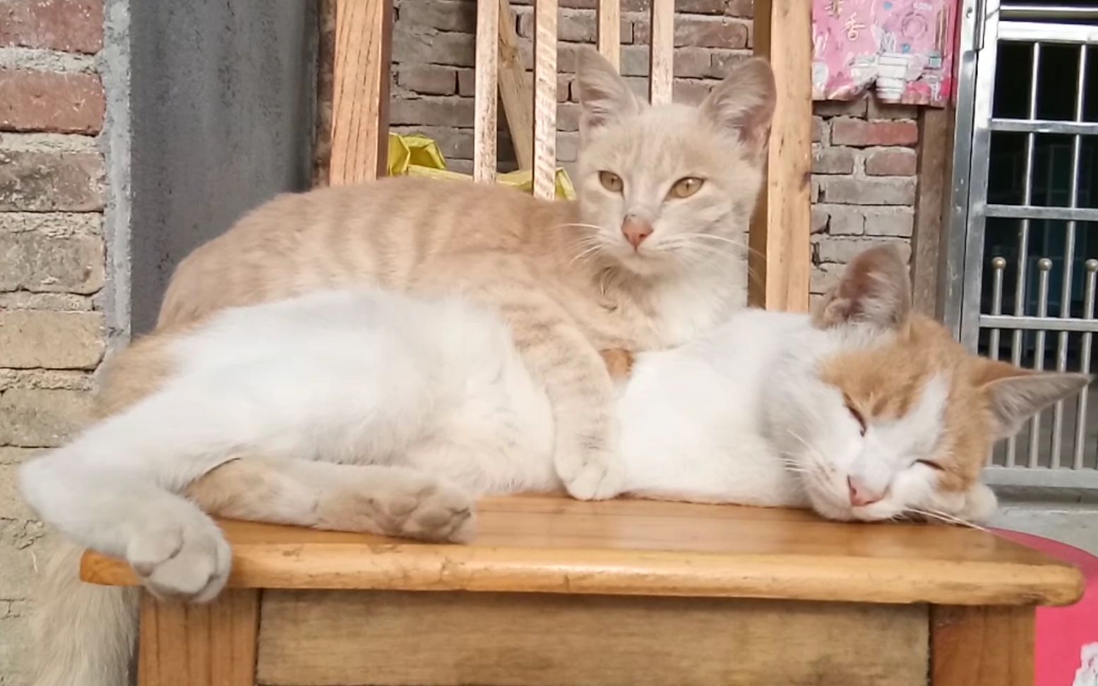 农村两只小花猫趴在凳子上晒太阳,好惬意