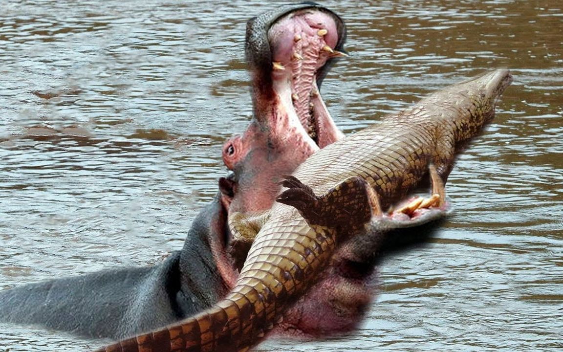湾鳄vs河马图片