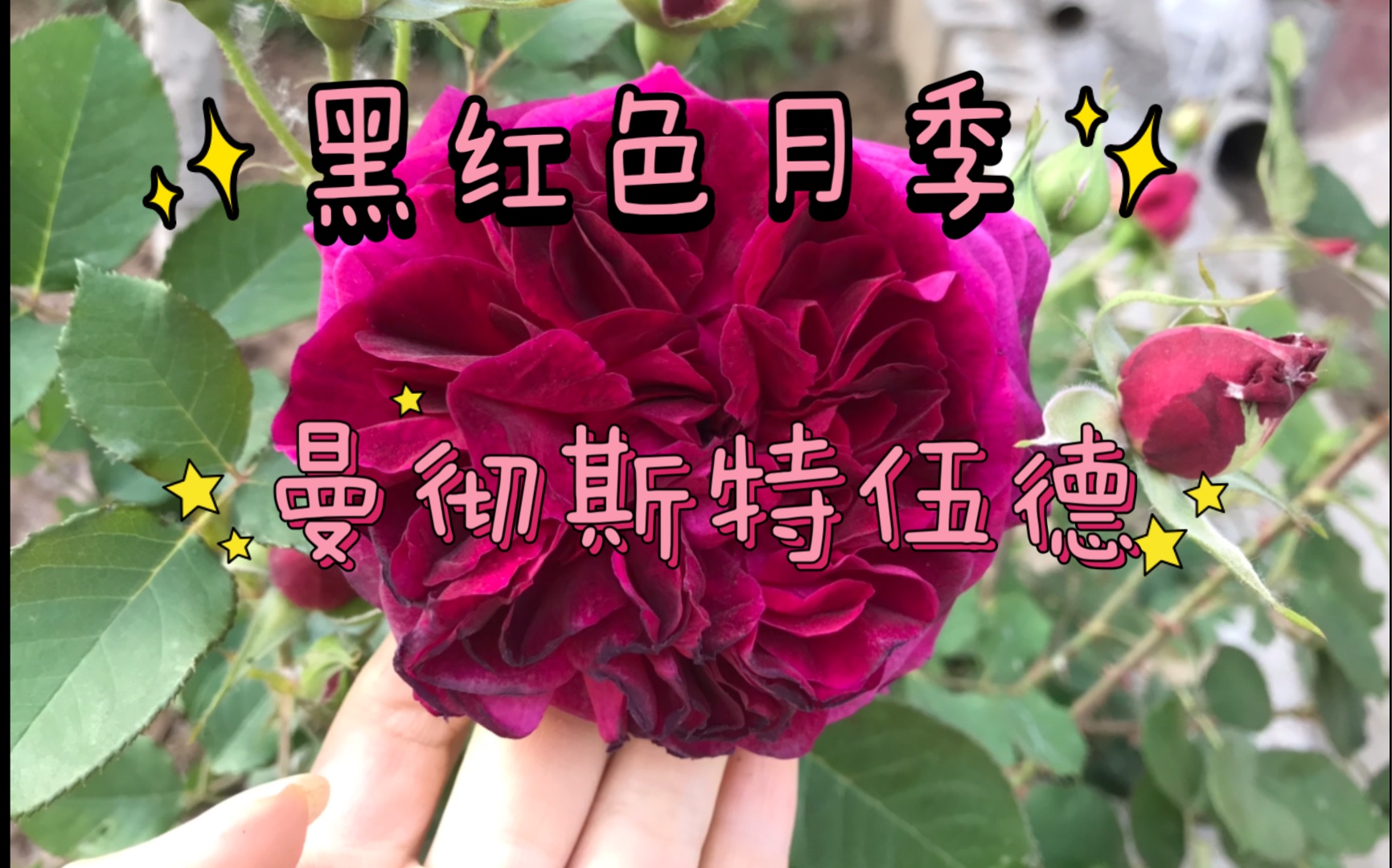 养花记录黑伍德月季黑红色的月季曼彻斯特伍德黑伍德花瓣有丝绒感
