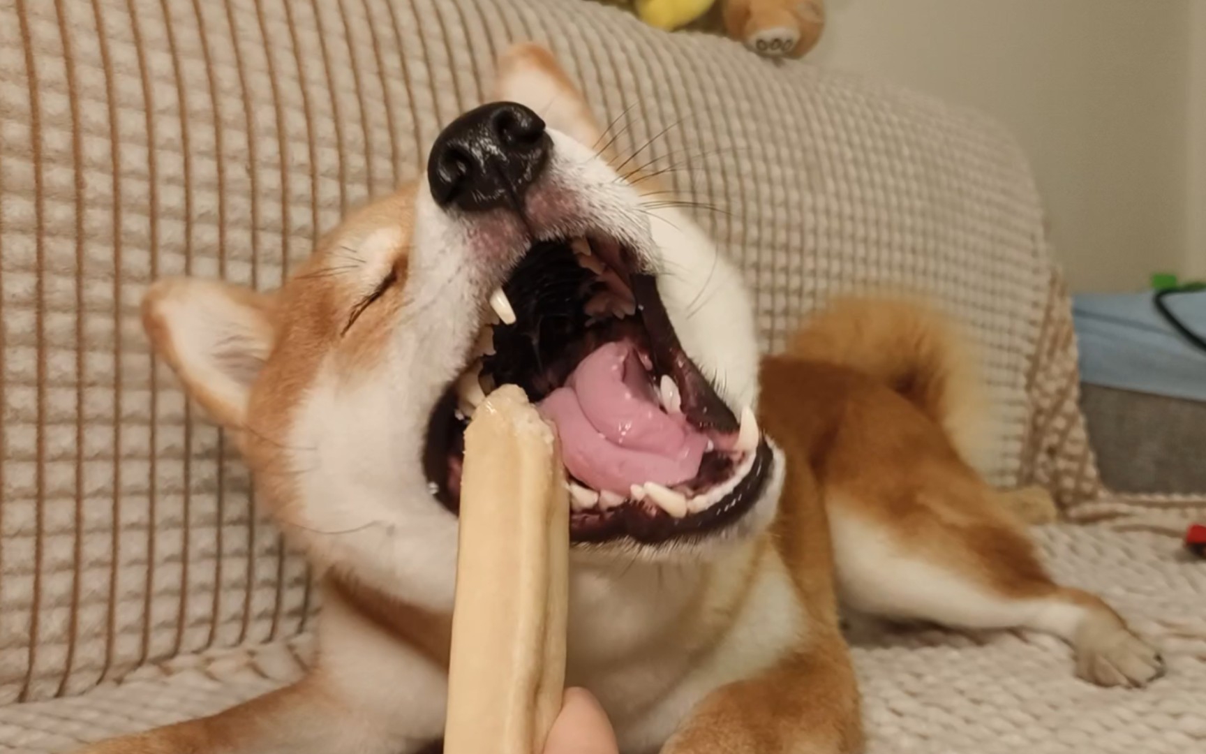 全网第一只因为吃奶酪棒下巴脱臼的柴犬