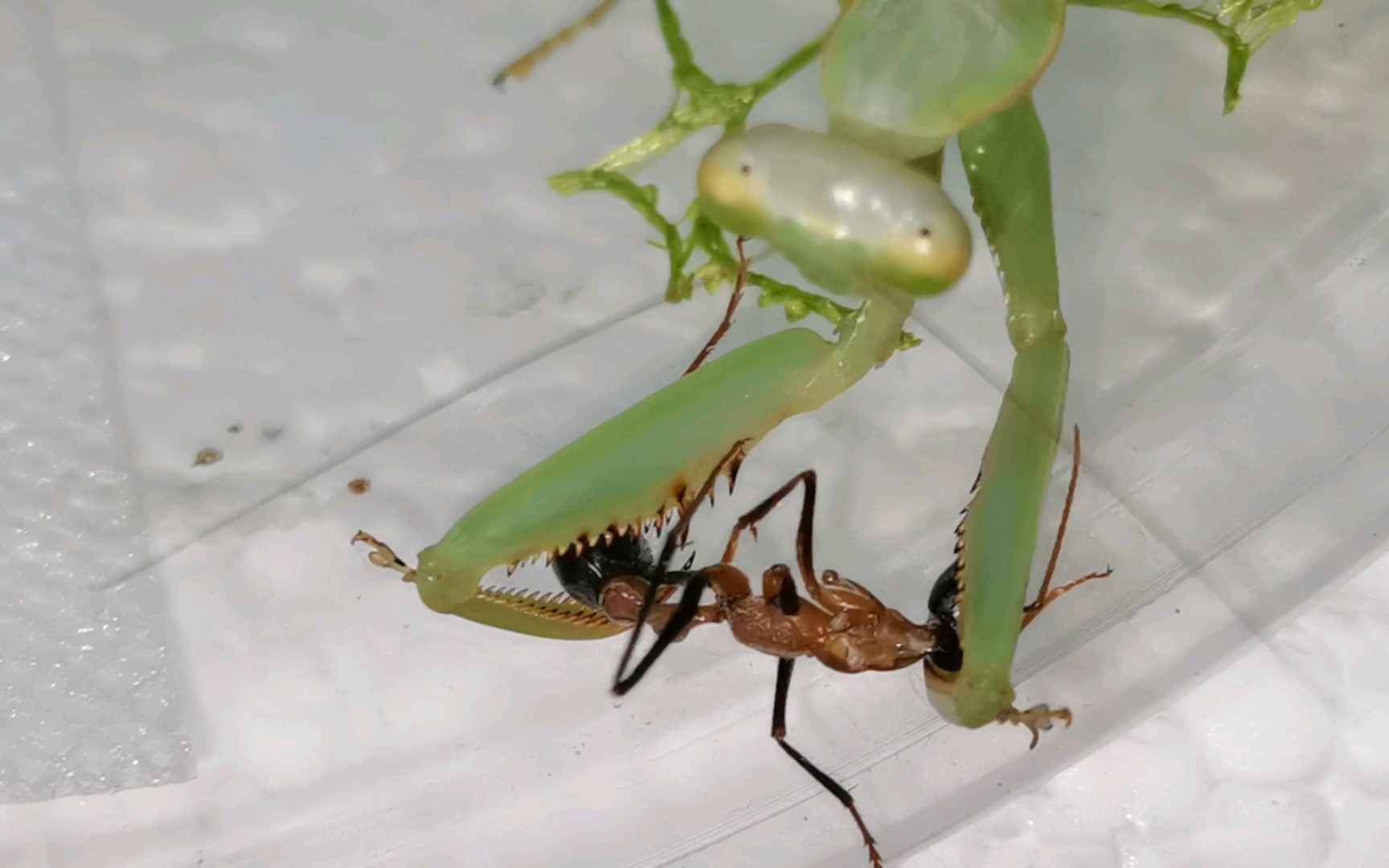 超小华斧vs暗足牛蚁(五厘米华斧)