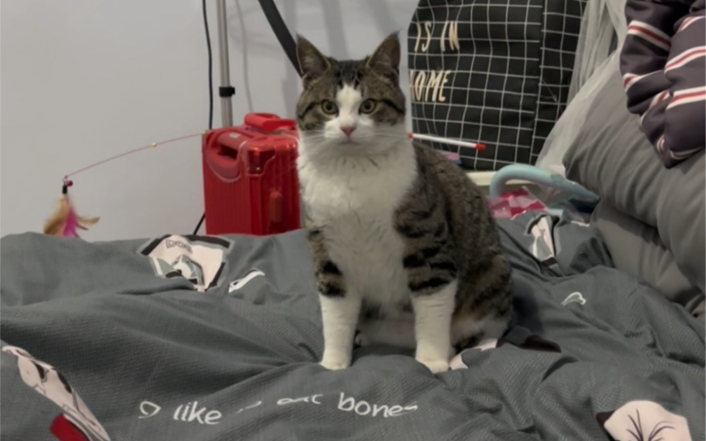 呆萌可爱的花臂大佬狸花猫