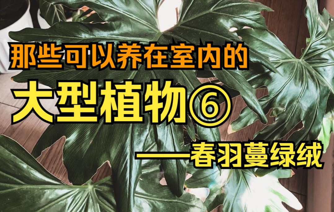 盘点一下那些可以养在室内的大型植物们⑥——春羽蔓绿绒哔哩哔哩bilibili