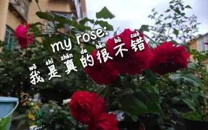 Download Video: myrose :诶呦不错哦