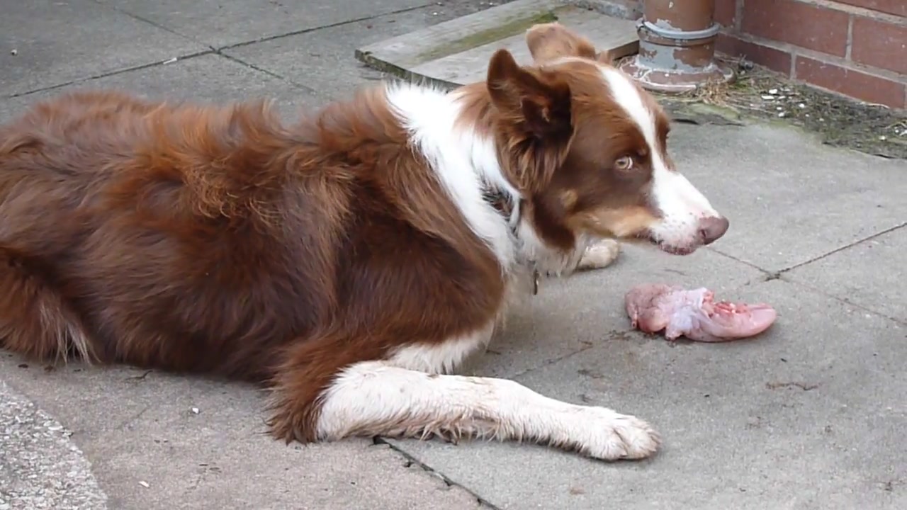 狗狗吃掉了一整只兔子嚼碎骨头的声音真好听