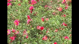 茶花种植技术茶花种植一点通如何栽培茶花教程 哔哩哔哩 つロ干杯 Bilibili